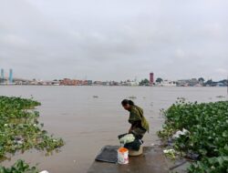 Warga Palembang Resah Akibat Kemunculan Buaya di Sungai Musi