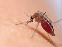 Kasus DBD Meningkat, Waspada Nyamuk Dengue Mulai Menyerang Warga Muara Enim