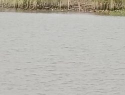 Buaya Kembali Muncul di Perairan Sungai Lais Palembang, Warga Diliputi Ketakutan